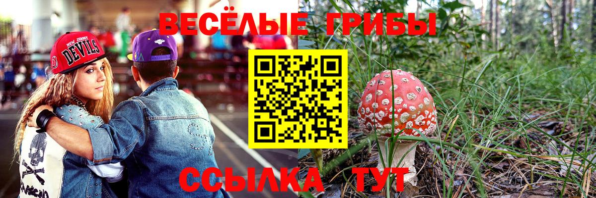 Псилоцибиновые грибы Psilocybe Бийск
