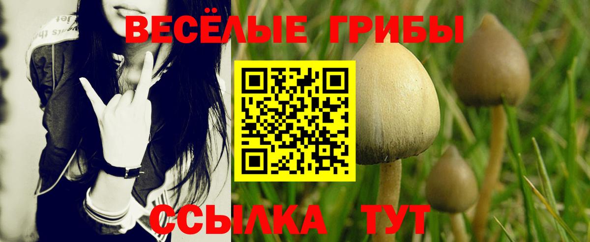 цена   Вход с VPN  Бийск  Псилоцибиновые грибы мицелий 